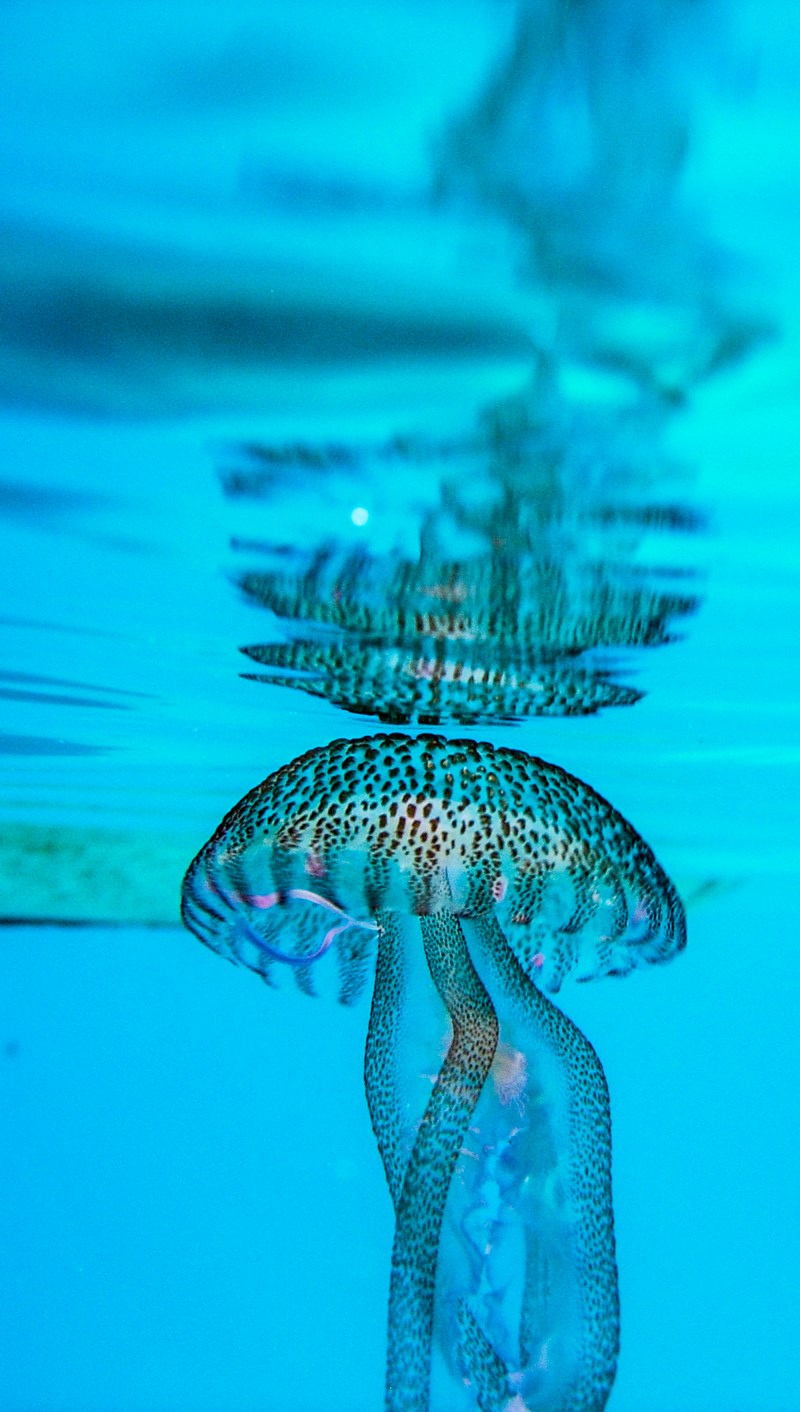 meduses